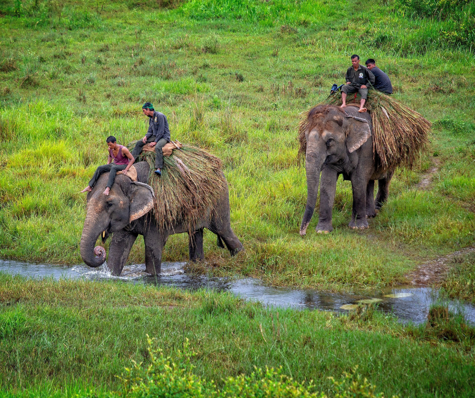 Elephant in Chitwan national park