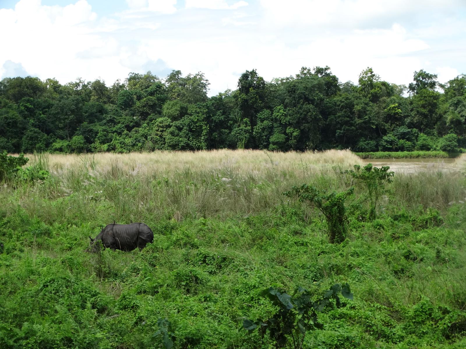 A closer look to nature, safari inside the Jungle of Chitwan