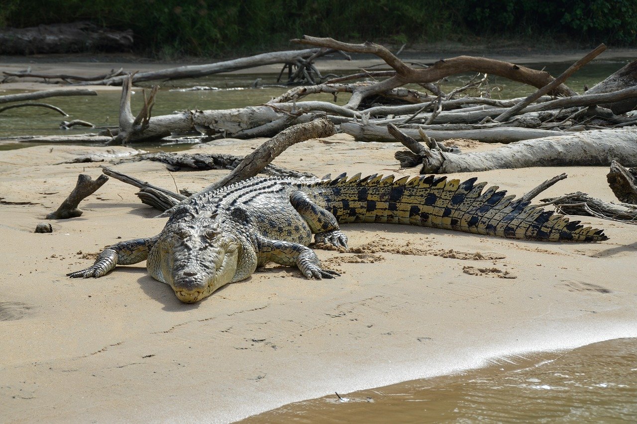 Images of crocodile