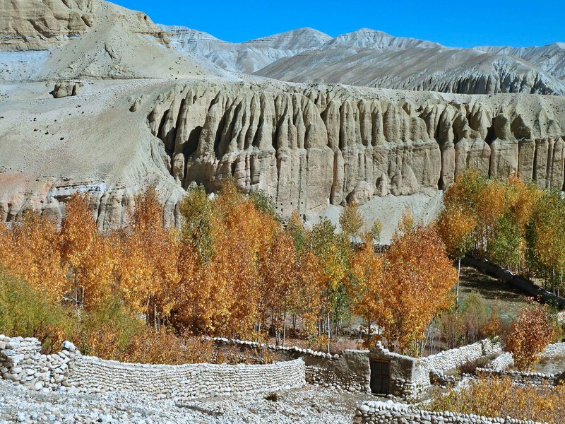 Colorful autumn trees in Upper Mustang Nepal with eroded cliffs and barren mountain backdrop during motorbike adventure