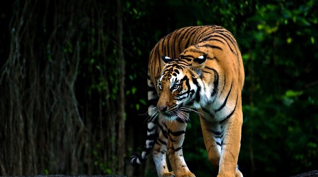 Bardia-Wildlife-Tour