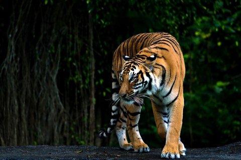 Bardia-Wildlife-Tour