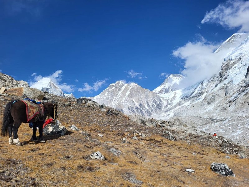horses-in-everest-base-camp-trek