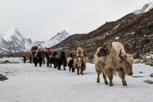 yaks-carrying-goods-on-everest-three-pass-trek