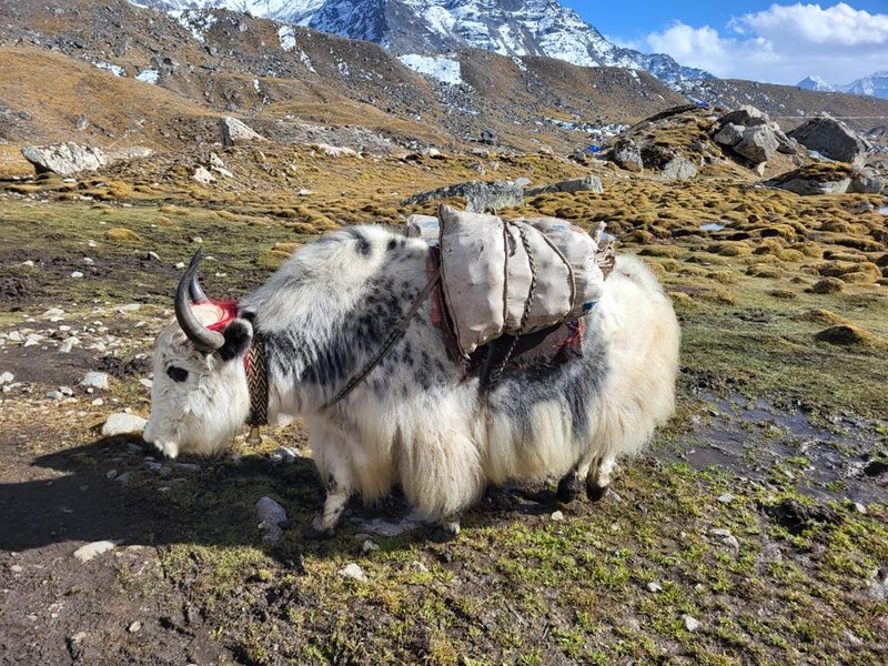 yaks-carrying-goods-in-everest-base-camp