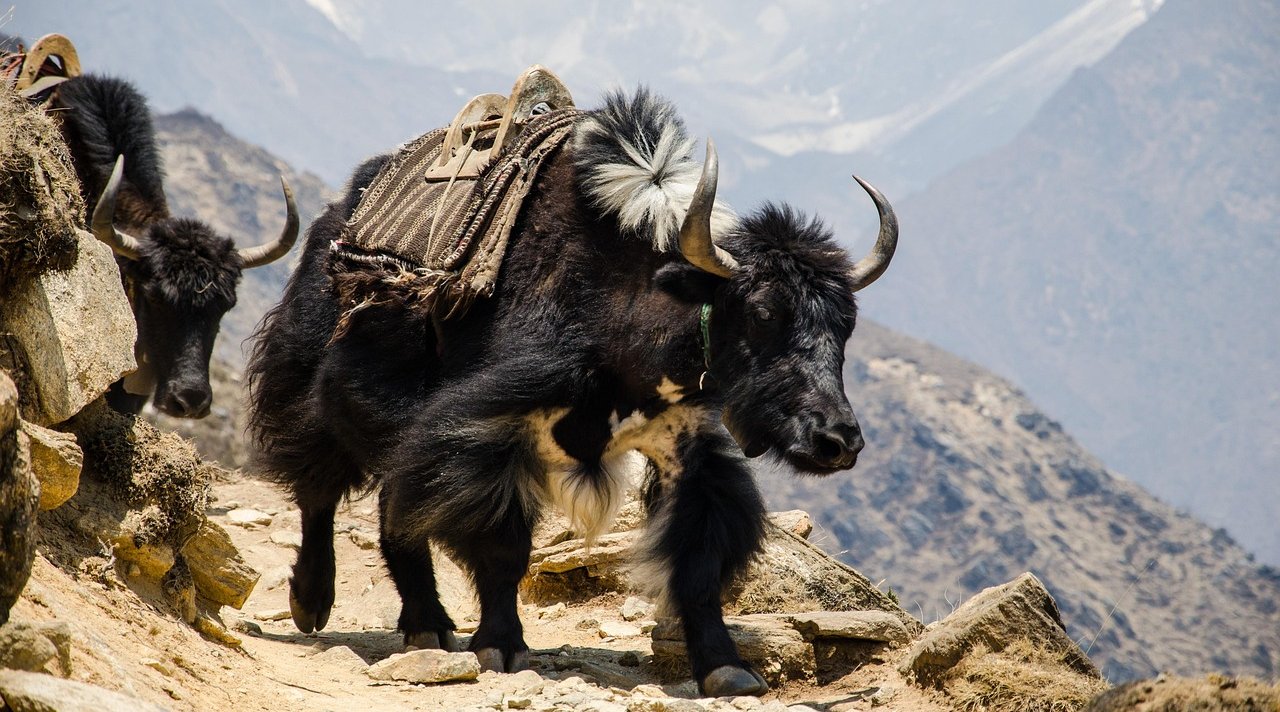 explore-the-most-beautiful-short-treks-in-nepal