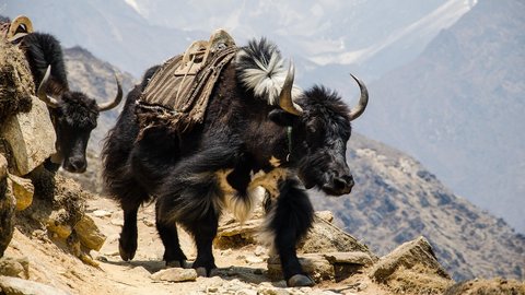 explore-the-most-beautiful-short-treks-in-nepal